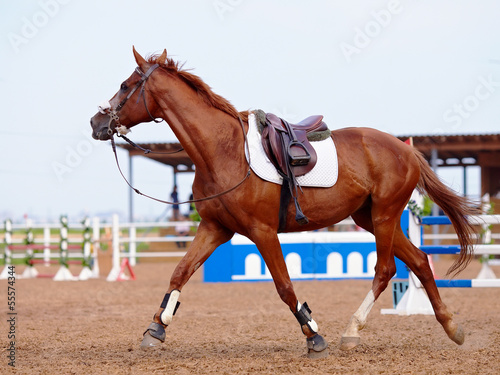 Red sports horse