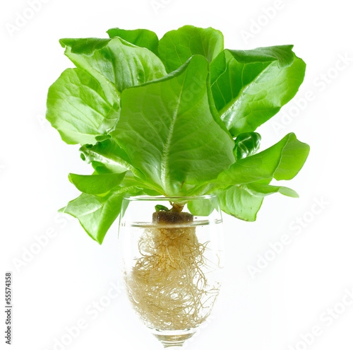 fresh butterhead in wine glass