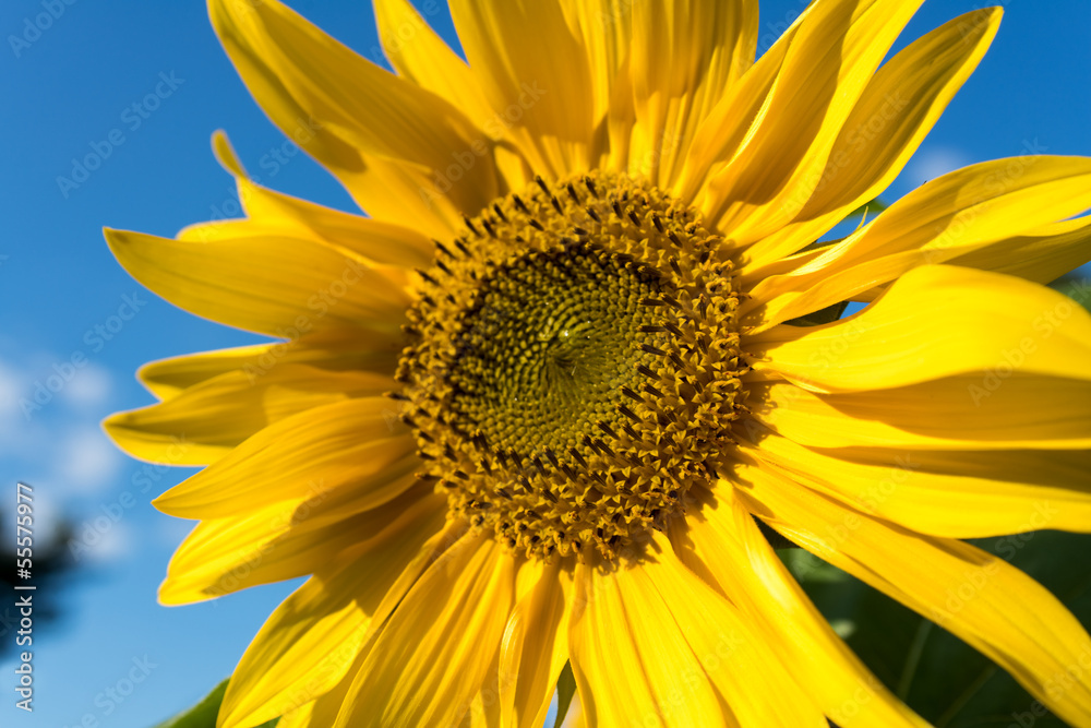 Obraz premium Sonnenblume