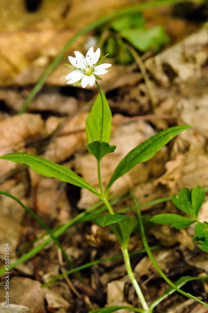 European false stitchwort (Pseudostellaria europaea)