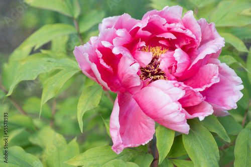 Fototapeta Naklejka Na Ścianę i Meble -  Beautiful pink peony
