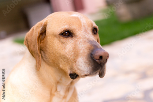 Labrador dog looking into distance