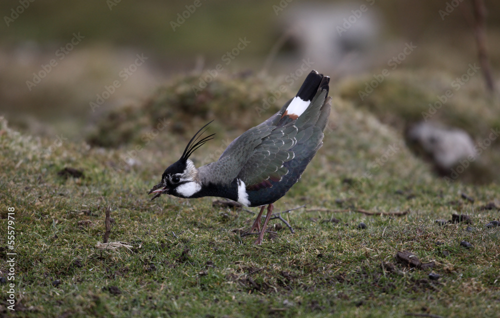 Fototapeta premium Northern lapwing, Vanellus vanellus