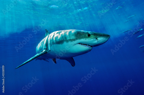 Weißer Hai photo