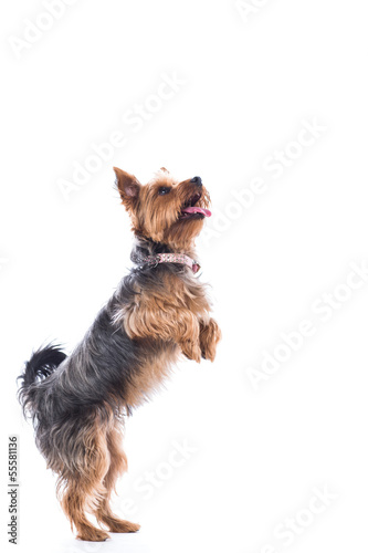 Cute little dog begging for treats