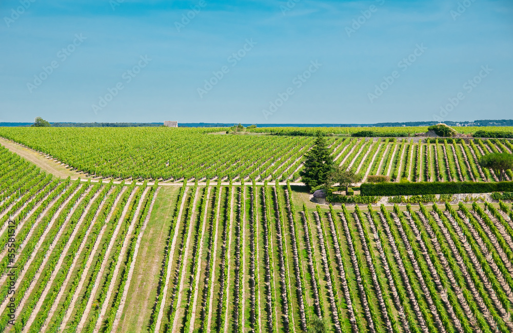 Vineyard in the famous wine making region -Loire Valley , France