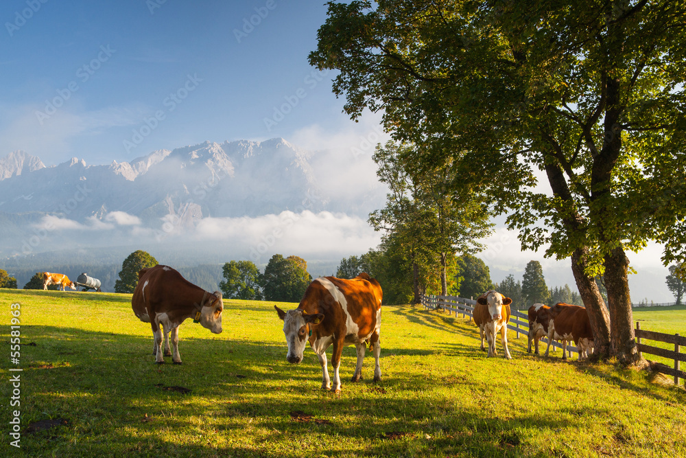 Fototapeta premium On pasture in the morning mist