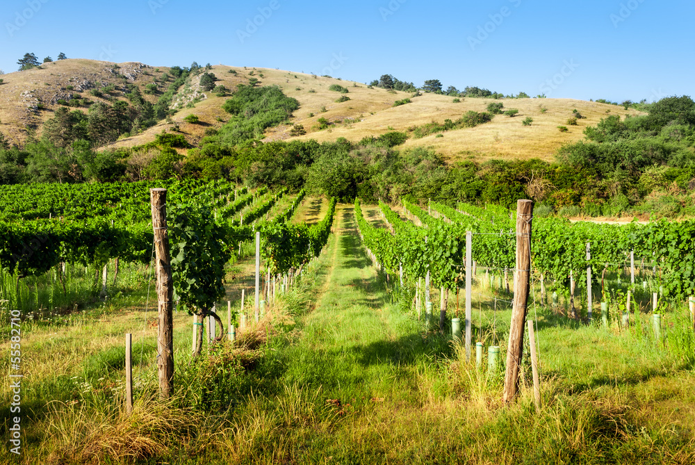 Obraz premium vineyards under the hill