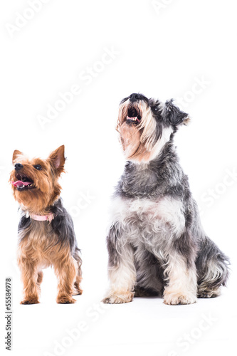 Fototapeta Naklejka Na Ścianę i Meble -  Two alert dogs waiting for treats