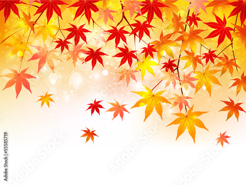 もみじ　紅葉　背景