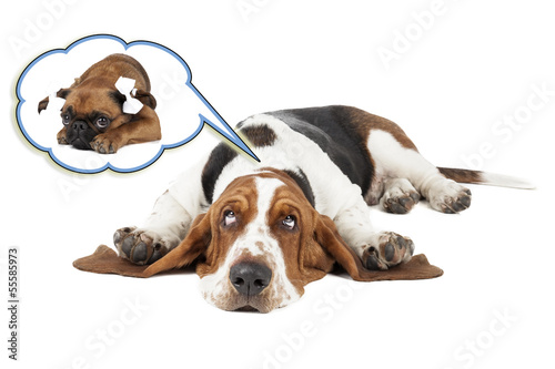 Basset dog dreams of Small Brabant Griffon girlfriend