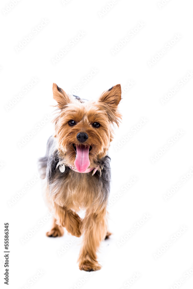 Alert little Yorkie standing facing the camera Alert little Yorkie standing facing the camera