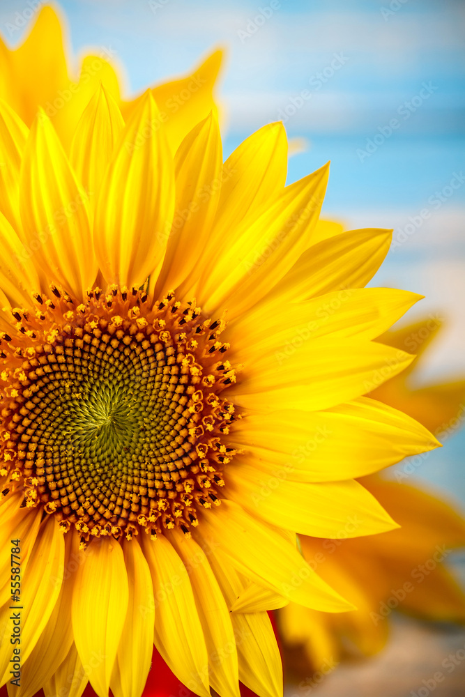 Fototapeta premium Closeup of sunflower