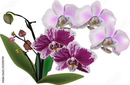 Fototapeta Naklejka Na Ścianę i Meble -  light and dark pink orchids in green leaves
