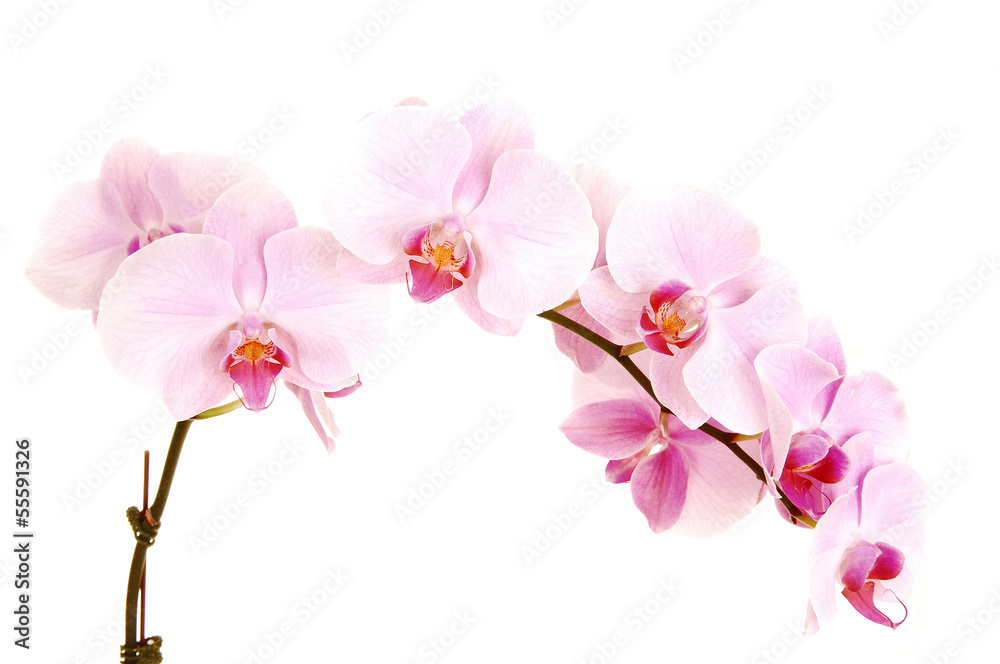 Stem of orchids.