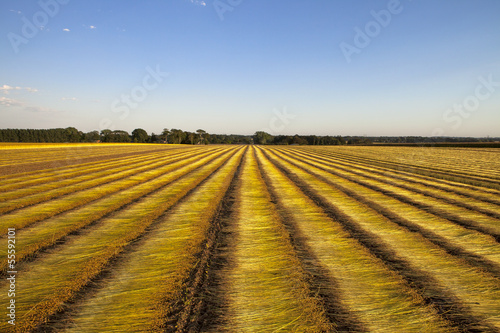 flax fields  during the harvest of August in Normandy, France
