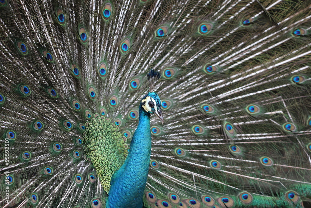 Naklejka premium Dumny jak paw