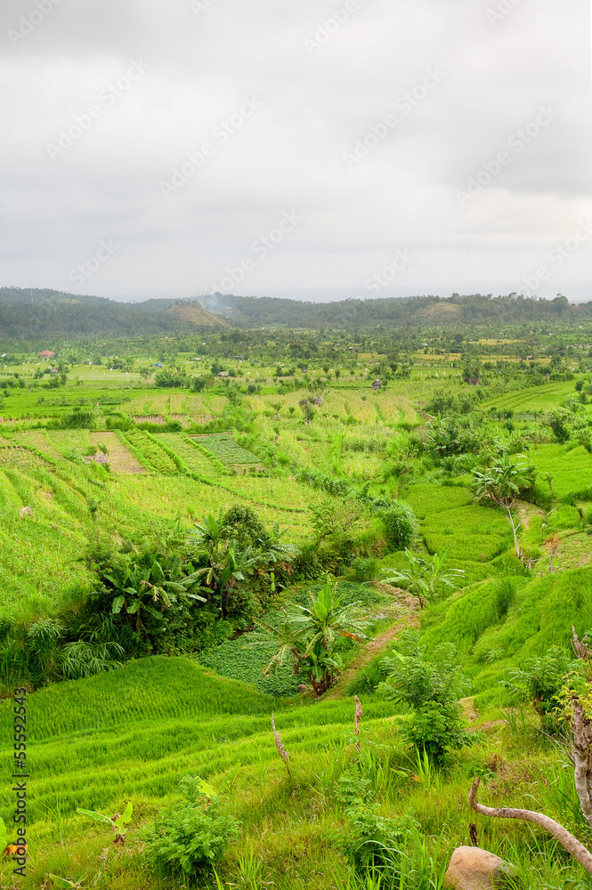 Rice Fields, Bali, Indonesia Rice Fields, Bali, Indonesia