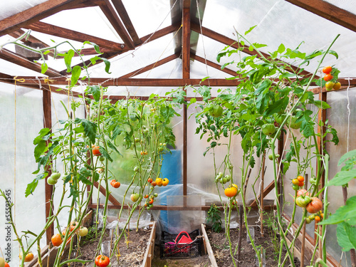 Konstfotografi greenhouse with tomatoes