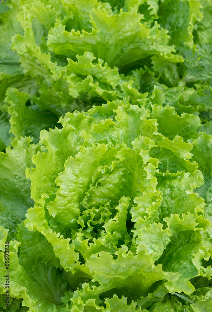 fresh green salat fresh green salat