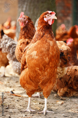 Wallpaper Mural Chickens on traditional free range poultry farm Torontodigital.ca
