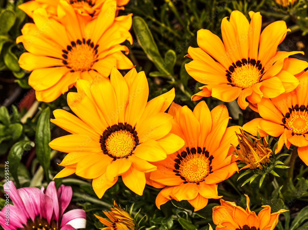 Gazania Blumen Gazania Blumen