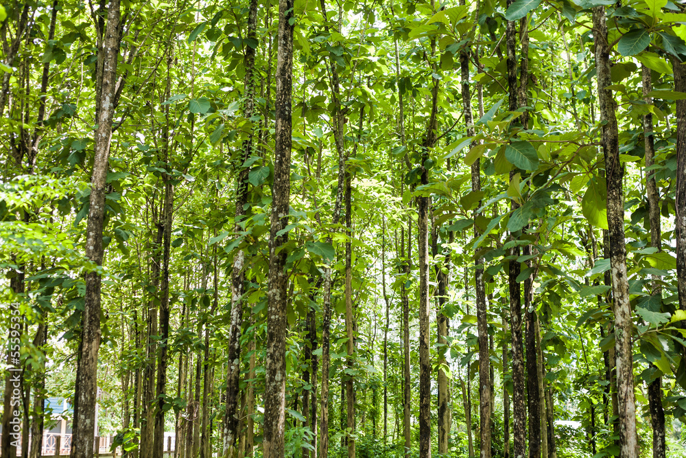 Teak forests to the environment Teak forests to the environment