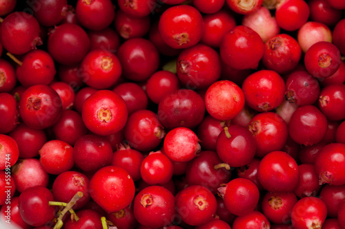 freshly picked lingonberry