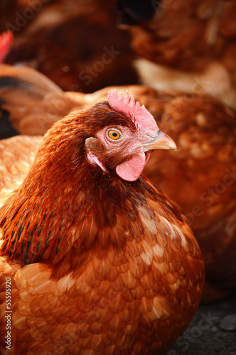 Chickens on traditional free range poultry farm