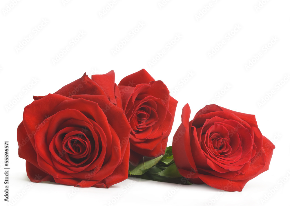 Naklejka premium red roses, isolated on white background