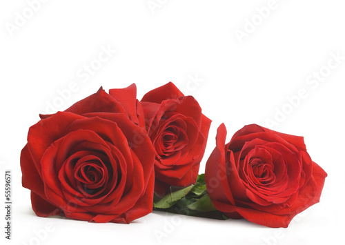 red roses, isolated on white background