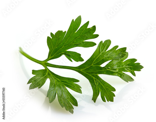 Green parsley leave on a white background