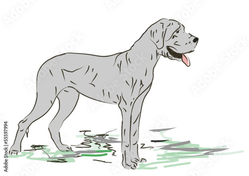 dog