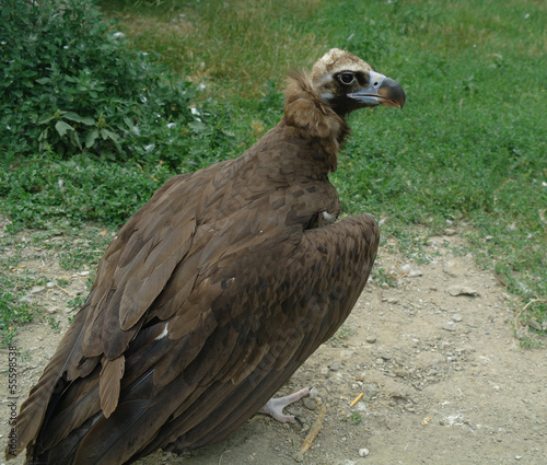 a griffon vulture