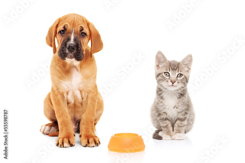 Little dog and cat looking at camera