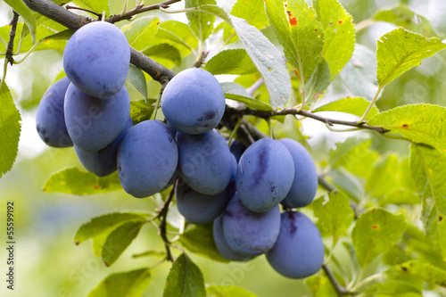 Fotografie Plums (Prunus domestica) on a branch