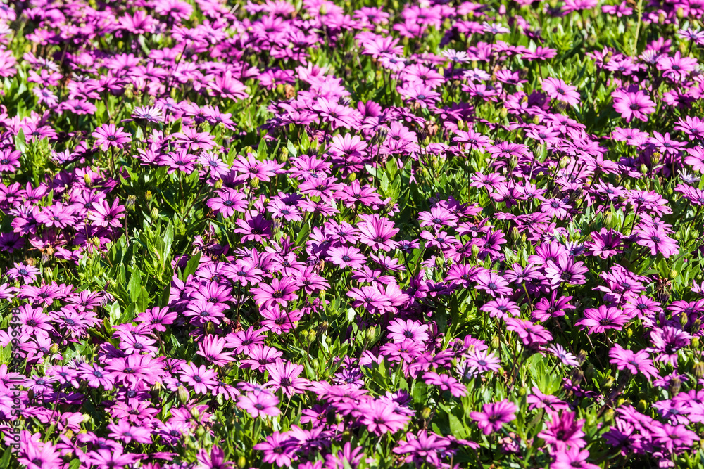 Flowerbed with violet daisies
