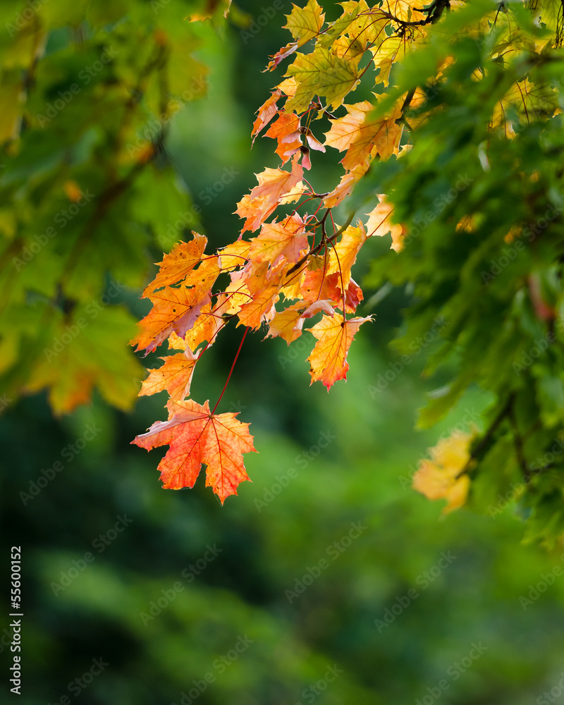 Herbst Herbst
