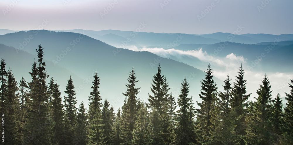Naklejka premium Sunrise in the mountains, pine trees at the background.