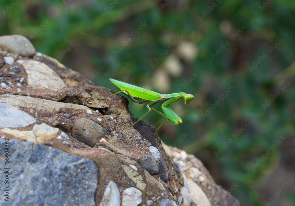 green praying mantis
