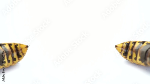 Wasp sting  isolated on white background