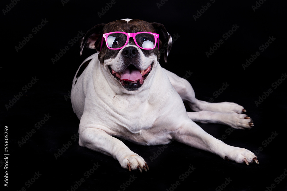 american bulldog on black background glasses hair