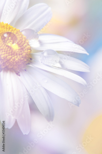 Photos daisy with dew drops