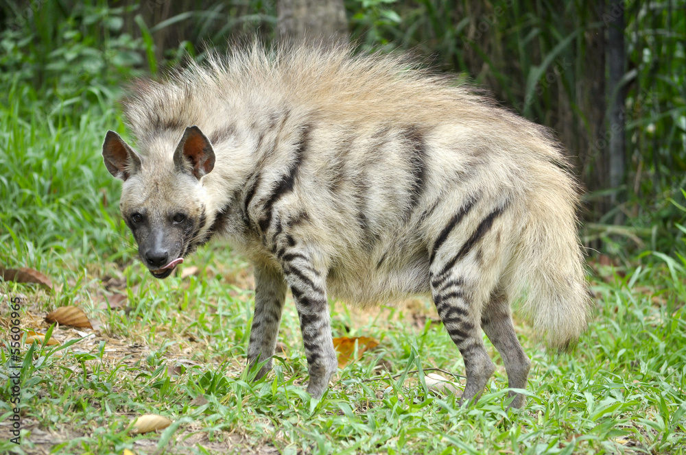 Striped hyena