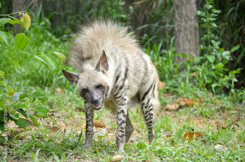 Striped hyena