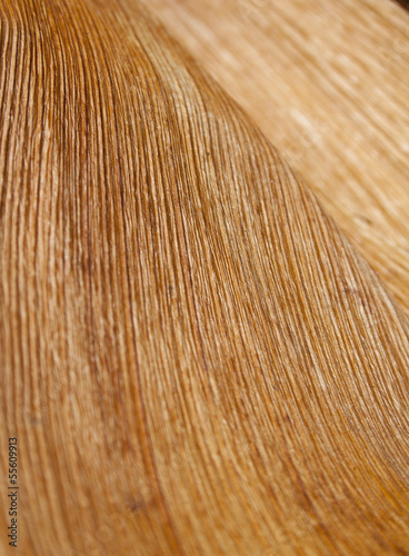 Abstract Palm Frond Wood Texture