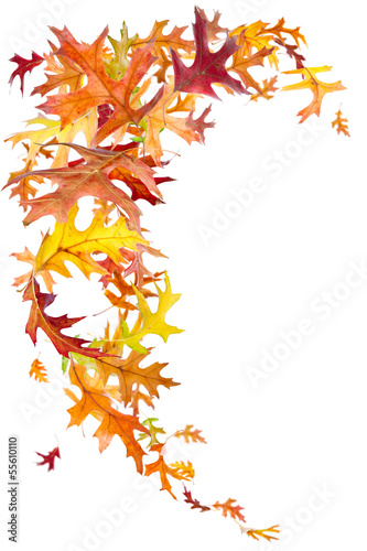 Autumn Leaves Swirl isolated on white