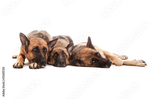 Three German Shepherds relaxing on the floor