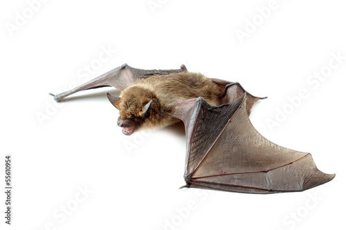 bat with open wings on white Fototapet