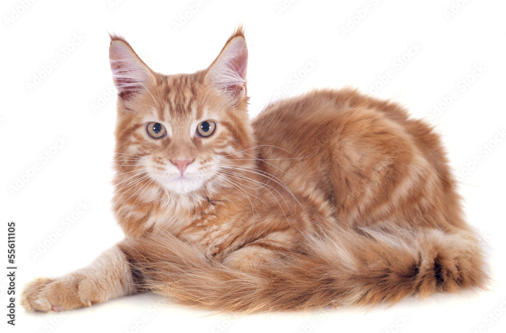 Obraz premium maine coon kitten